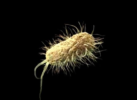 E. coli - pałeczka Escherichia coli