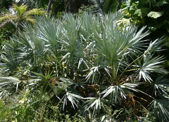 Prostamol - bocznia piłkowana