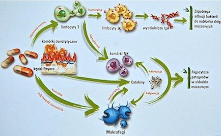 Mechanizm działania Uro - Vaxom