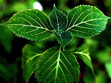 Yohimbine w leczeniu problem&oacute;w z erekcją