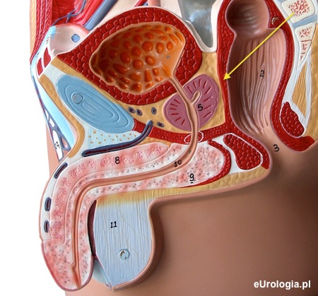 Anatomia gruczołu krokowego